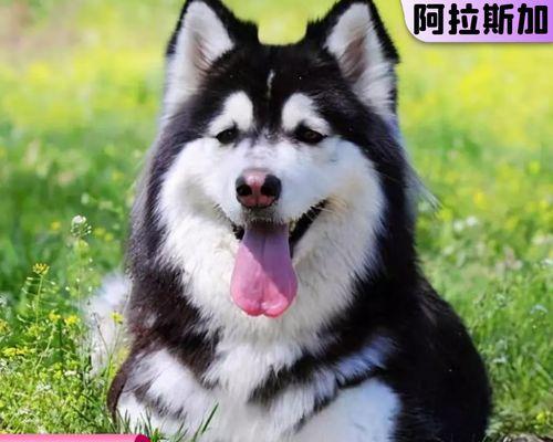 5个月阿拉斯加犬照片哪里找？阿拉斯加犬幼犬图片有哪些？