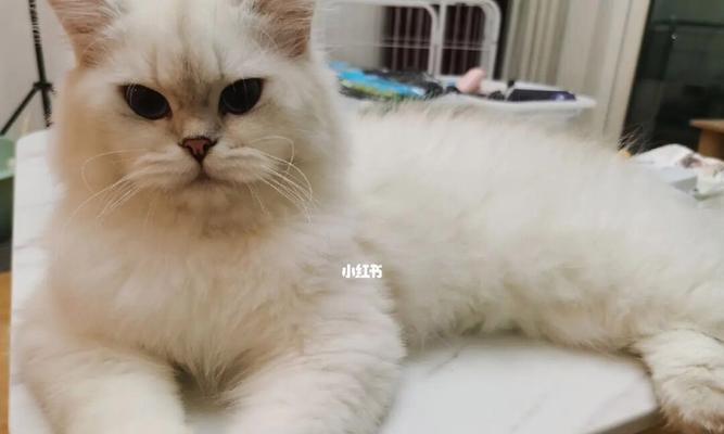 矮脚猫能和折耳猫配种吗？矮脚猫折耳猫繁殖注意事项？