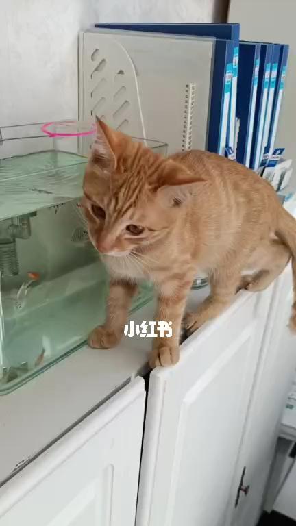 3个月猫咪多久驱虫？猫咪驱虫频率如何？