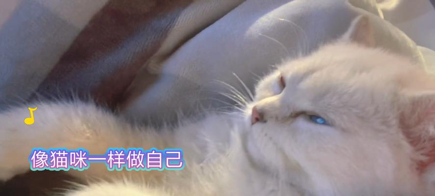 morning猫咪努力是什么？猫咪努力品牌介绍？