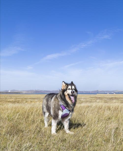 阿拉斯加犬可以近亲繁殖吗？阿拉斯加犬繁殖注意事项？