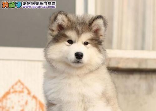 2个月阿拉斯加犬怎么养？阿拉斯加幼犬饲养指南有哪些？