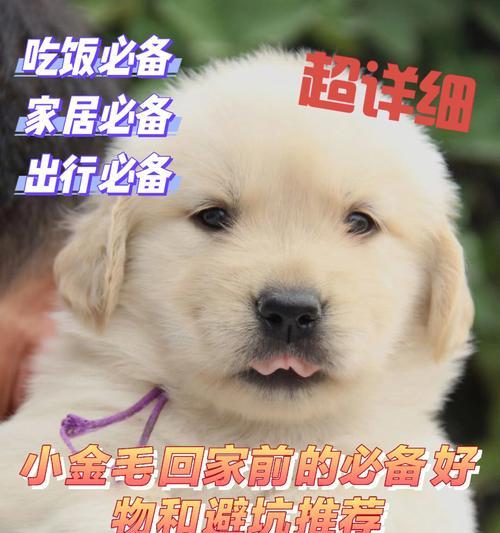 2月小狗到家需要注意什么？幼犬新到家注意事项有哪些？