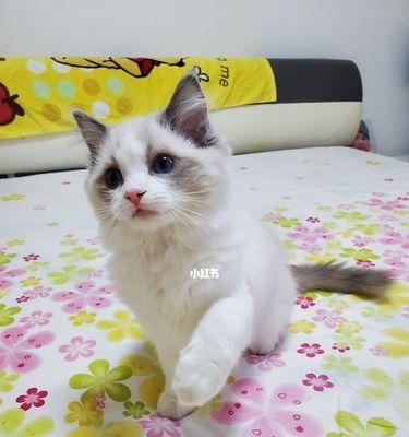 4个月布偶猫吃什么皇家猫粮？布偶猫幼猫猫粮推荐有哪些？