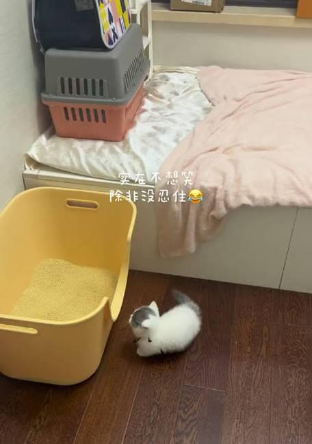 把小猫栓在猫砂盆好吗？猫咪行为训练方法有哪些？