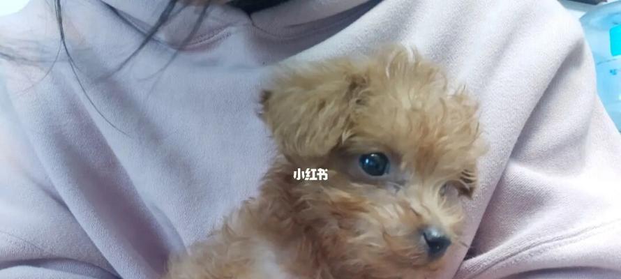 1年小狗用吃打虫药吗？幼犬驱虫频率如何？