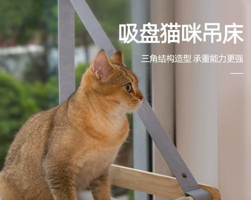 被猫咪感染怎么办？猫抓病治疗方法有哪些？