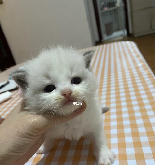 7个月布偶猫怎么喂养？布偶猫幼猫饲养指南有哪些？