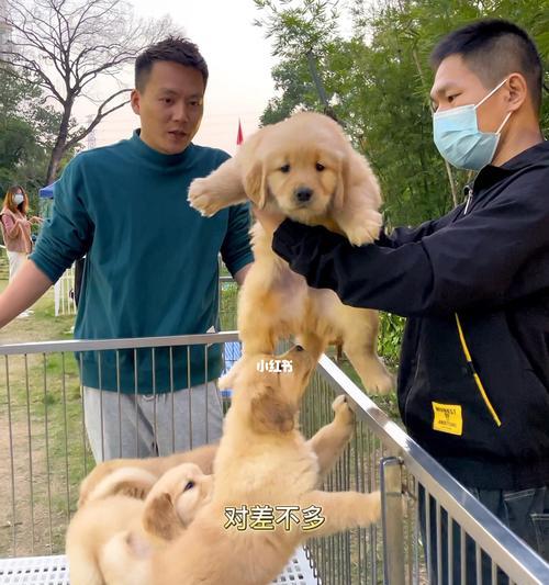 阿拉斯加犬与金毛混血怎么样？阿拉斯加犬金毛混血特点有哪些？