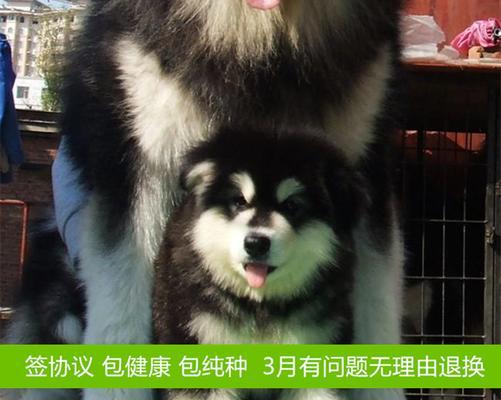 2岁阿拉斯加犬换主人怎么办？阿拉斯加犬换主人注意事项有哪些？