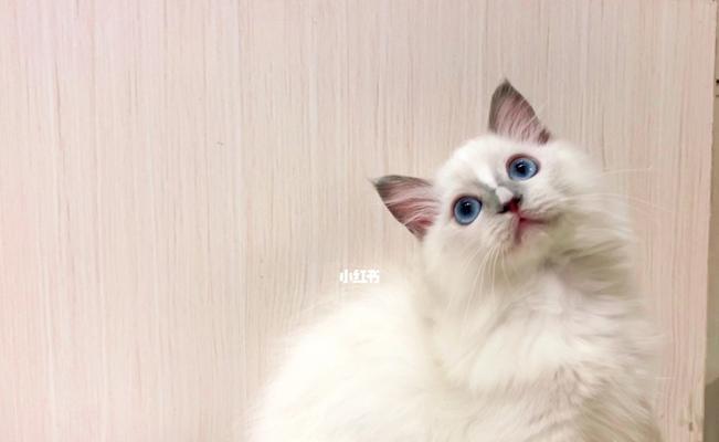 X流星布偶猫品相怎么样？布偶猫品相标准是什么？