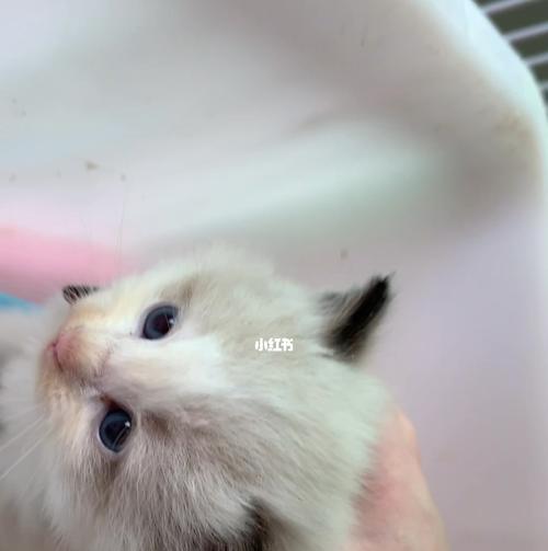 2个月布偶猫长耳朵正常吗？布偶猫幼猫成长标准是什么？