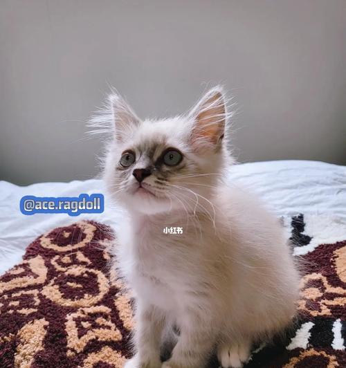 ragdoll布偶猫特点是什么？布偶猫品种介绍有哪些？