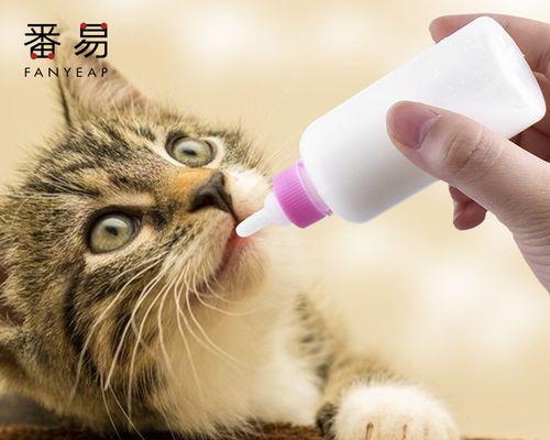 40天小猫一天喂几次？幼猫喂食频率如何？