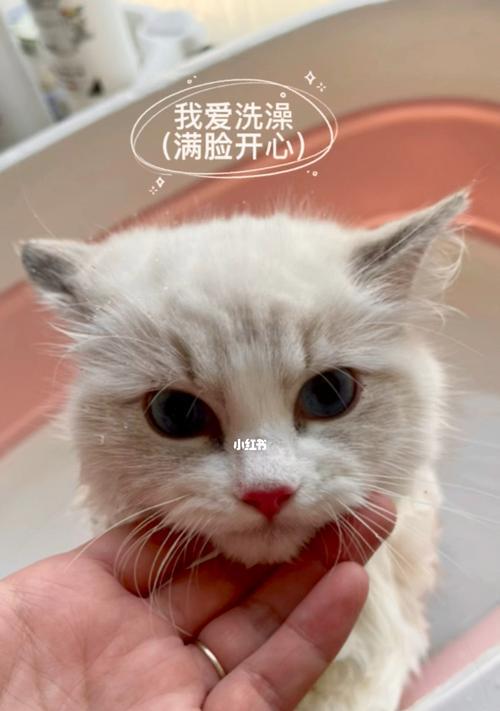 抱猫咪发抖是什么原因？这种现象正常吗？