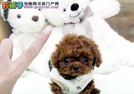 3岁半的泰迪犬怎么养？饲养方法有哪些？