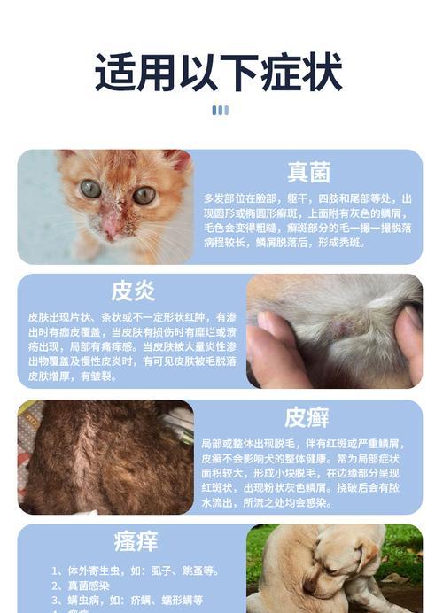 被猫咪传染了真菌怎么办？治疗方法有哪些？