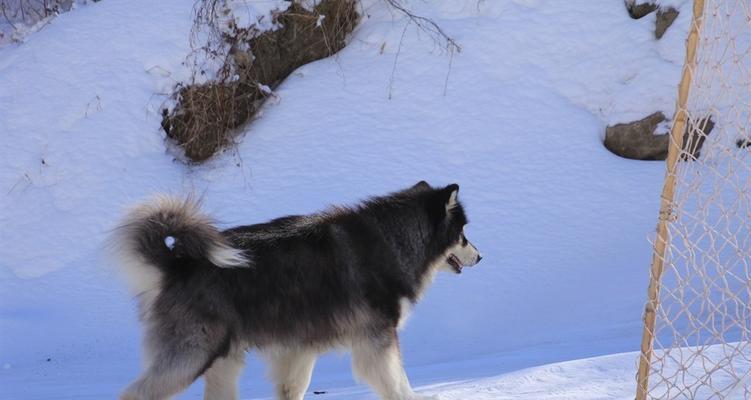 阿拉斯加南极犬是什么？有哪些特点和历史？