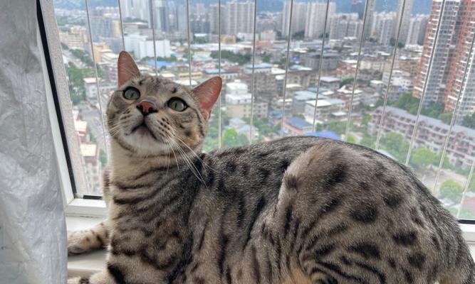 70天小猫咪吃什么？饮食安排有哪些建议？