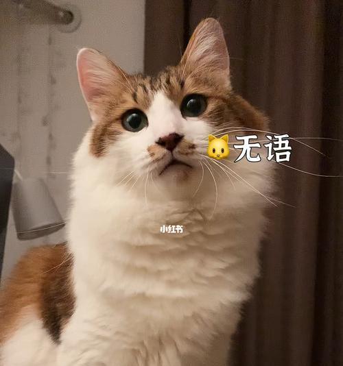 把猫咪关起来撒娇的叫怎么办？有哪些解决办法？