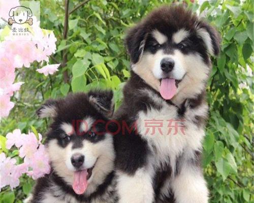 阿拉斯加犬怎样护毛？护毛方法有哪些？