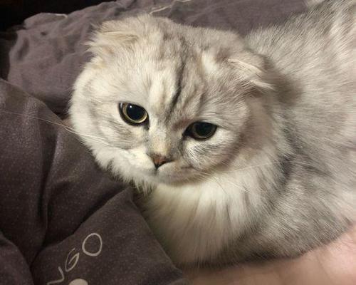 被折耳猫咬了不用打针吗？什么情况下需要打疫苗？