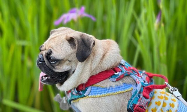 巴哥属于什么犬种？有哪些特点和历史？