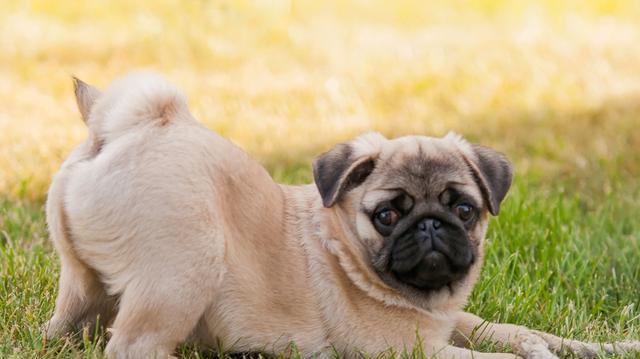 巴哥犬吃多少狗粮？饮食量如何控制？