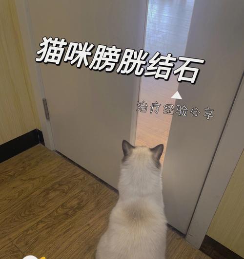 按压膀胱刺激撒尿猫咪怎么办？有哪些解决办法？