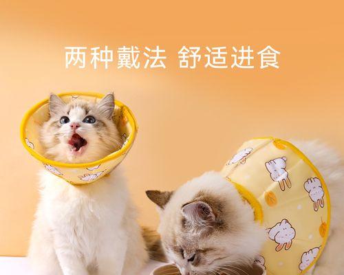 被小猫咪咬了要紧吗？需要采取哪些预防措施？