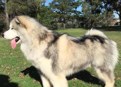 3岁阿拉斯加犬怎么喂食？饮食安排有哪些建议？