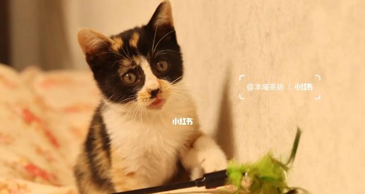 2个月猫咪喝舒化奶可以吗？猫咪饮食有哪些注意事项？