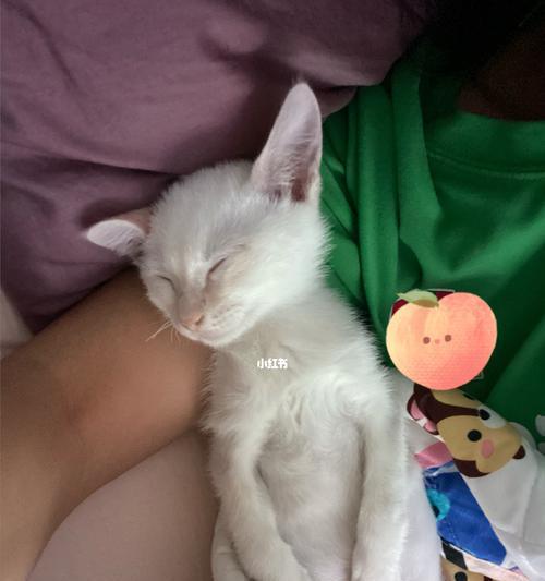 1个月的小猫多大？体型和年龄的关系是什么？