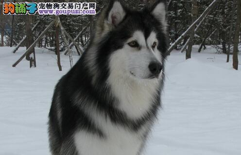 阿拉斯加犬成年有多大？体型和体重标准是什么？