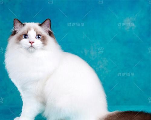 25斤大布偶猫正常吗？体重标准是多少？