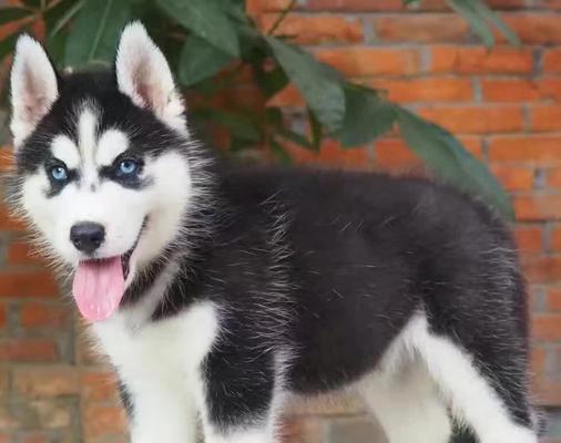 阿拉斯加幼犬都打什么疫苗？阿拉斯加幼犬疫苗接种时间表是什么？