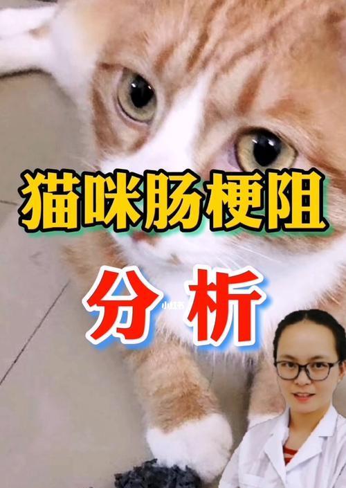 2个月猫便秘怎么办？2个月猫便秘吃什么药？