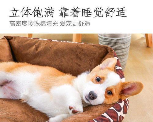 4个月狗狗可以吃什么？狗狗幼犬的饮食安排是什么？