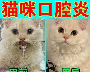 2个月猫咪吃消炎药剂量是多少？消炎药对幼猫有何影响？