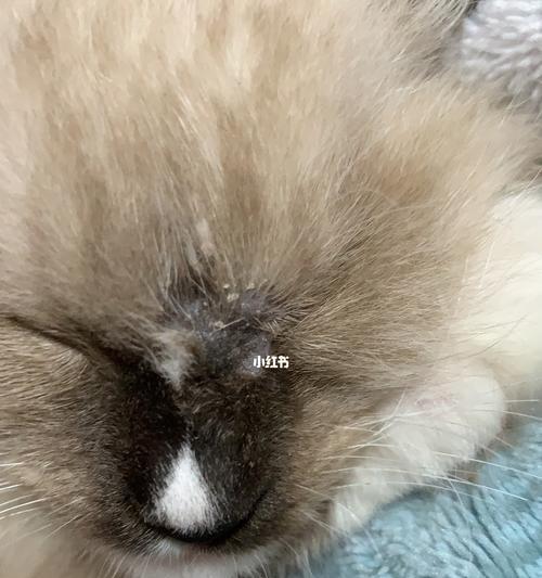 被小猫传染猫癣怎么办？猫癣治疗方法有哪些？