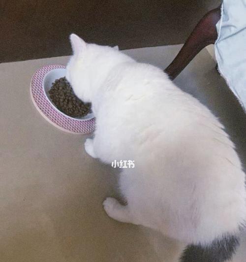 1个月的小猫可以吃猫粮吗？幼猫的饮食有哪些禁忌？