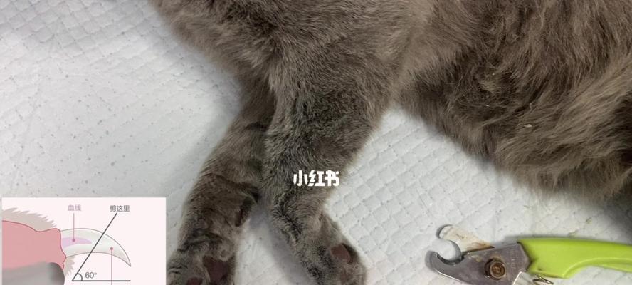 2个月的小猫剪指甲掉指甲怎么办？猫咪剪指甲有哪些注意事项？