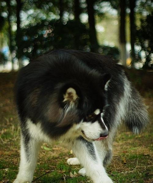 阿拉斯加犬普通版多少钱？普通版和赛级版有什么区别？