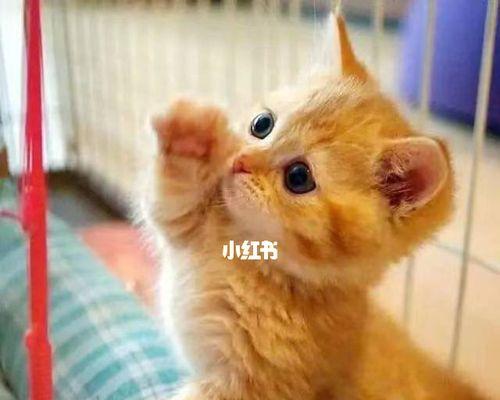 5个月的小猫呕吐拉肚子怎么办？猫咪的消化问题有哪些解决方法？