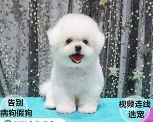 比熊小狗多长时间睁眼睛？比熊幼犬的发育过程是怎样的？