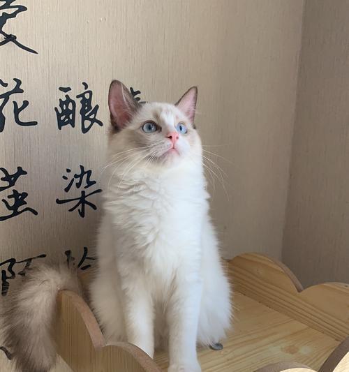 march椿布偶猫舍在哪里？椿布偶猫舍的猫咪品质如何？