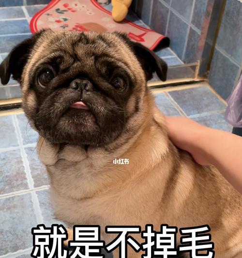 巴哥犬脱毛怎么办？巴哥犬的掉毛问题有哪些解决方法？