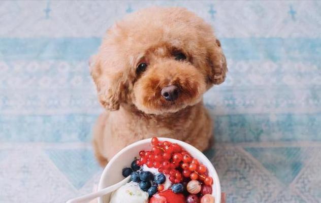 3个月的泰迪吃什么零食好？泰迪的零食选择有哪些注意事项？