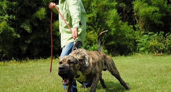 巴西菲勒犬有什么用？巴西菲勒犬的特点和用途有哪些？