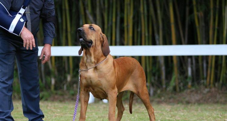 巴西菲勒犬有什么用？巴西菲勒犬的特点和用途有哪些？